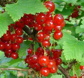 Rybíz červený 'Rosetta' - Ribes rubrum 'Rosetta'