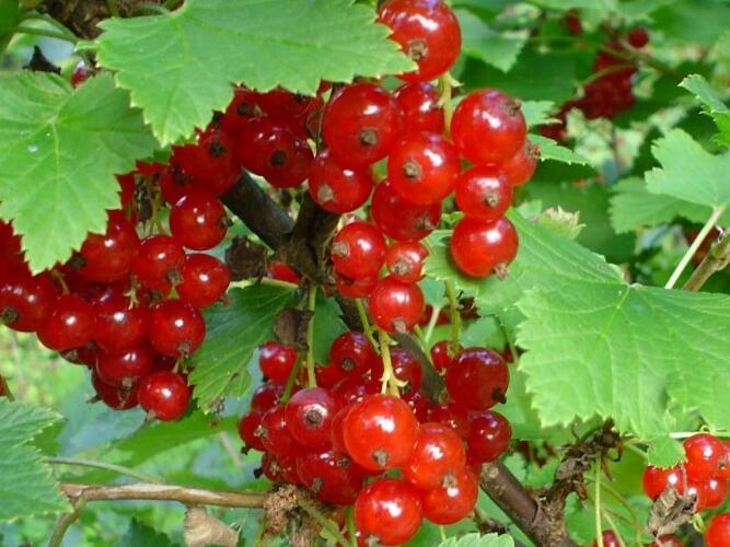 Rybíz červený 'Rosetta' - Ribes rubrum 'Rosetta'