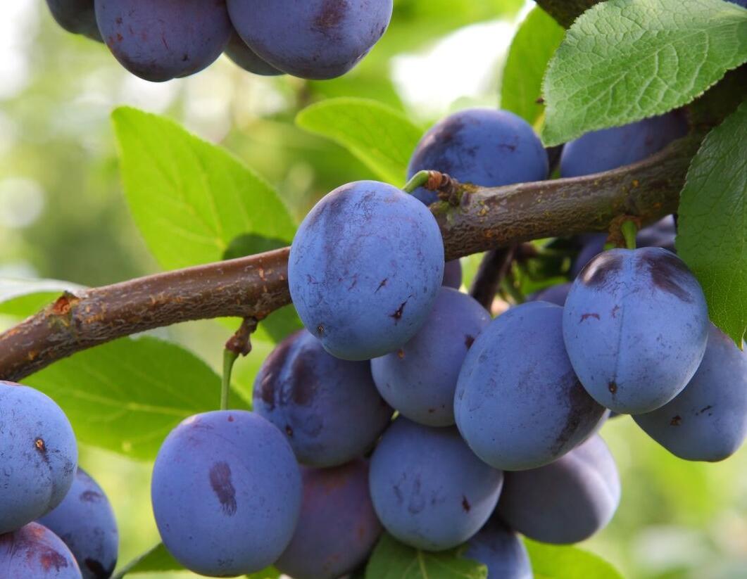 Pološvestka středně raná 'Jojo' - Prunus domestica 'Jojo'