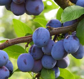 Pološvestka - středně raná 'Jojo' - Prunus domestica 'Jojo'