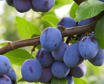 Pološvestka středně raná 'Jojo'