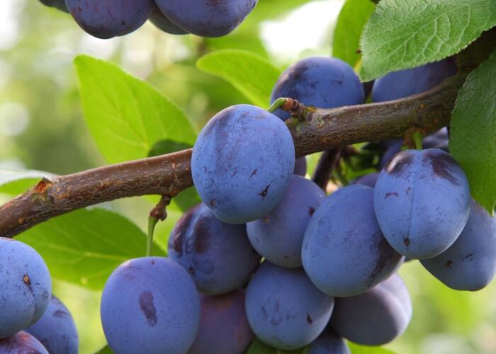 Pološvestka - středně raná 'Jojo' - Prunus domestica 'Jojo'