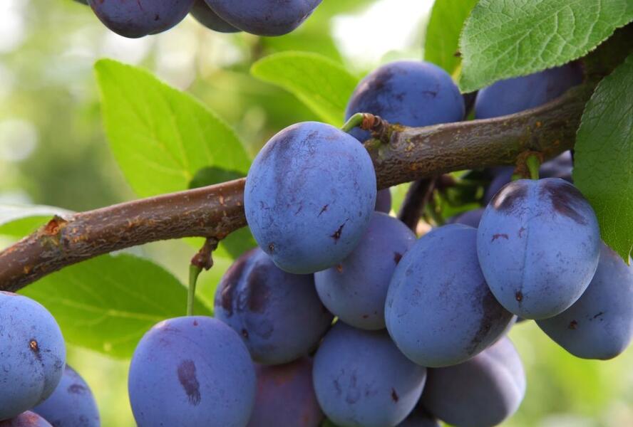 Pološvestka středně raná 'Jojo' - Prunus domestica 'Jojo'