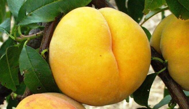 Broskvoň pozdní 'Catherina' - Prunus persica 'Catherina'