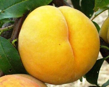 Broskvoň pozdní 'Catherina'