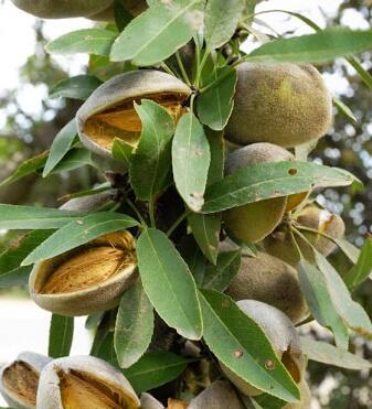 Mandloň obecná 'Zora' - Prunus amygdalus 'Zora'