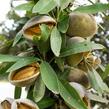 Mandloň obecná 'Zora' - Prunus amygdalus 'Zora'
