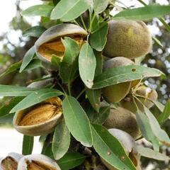 Mandloň obecná 'Zora' - Prunus amygdalus 'Zora'