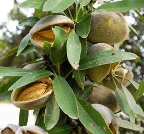 Mandloň obecná 'Zora' - Prunus amygdalus 'Zora'