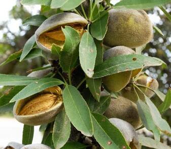 Mandloň obecná pozdní 'Zora'