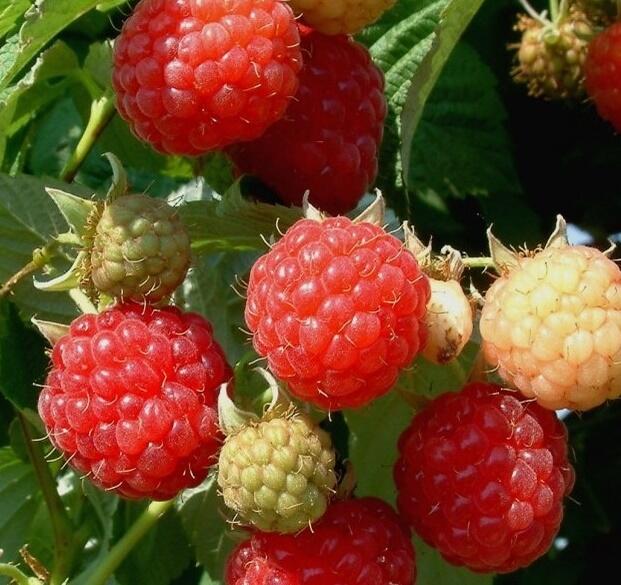 Maliník jednouplodící 'Fertödi Zamatos' - Rubus idaeus 'Fertödi Zamatos'