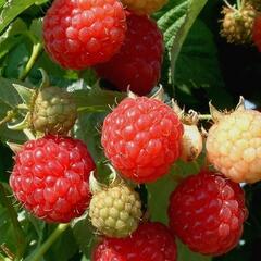 Maliník jednouplodící 'Fertödi Zamatos' - Rubus idaeus 'Fertödi Zamatos'