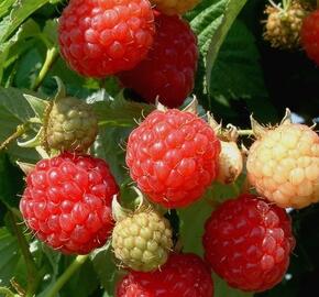 Maliník jednouplodící 'Fertödi Zamatos' - Rubus idaeus 'Fertödi Zamatos'