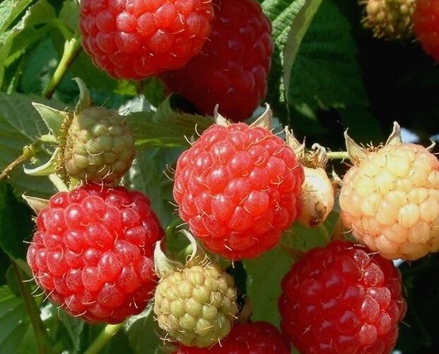 Maliník jednouplodící 'Fertödi Zamatos' - Rubus idaeus 'Fertödi Zamatos'