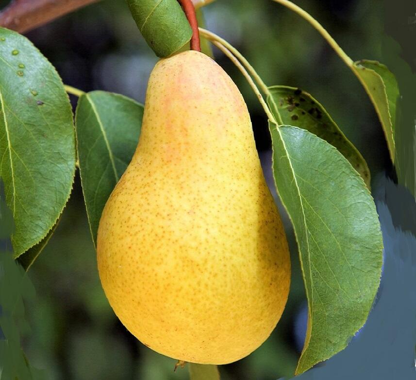 Hrušeň podzimní 'Nitra' - Pyrus communis 'Nitra'