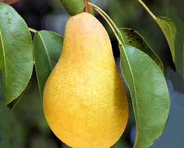 Hrušeň podzimní 'Nitra'