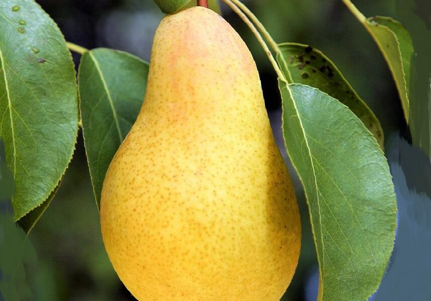 Hrušeň podzimní 'Nitra' - Pyrus communis 'Nitra'