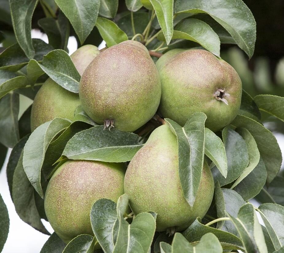 Hrušeň podzimní 'Armida' - Pyrus communis 'Armida'