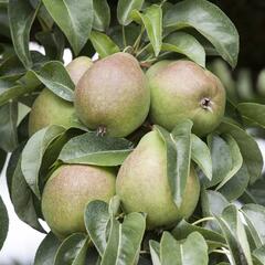 Hrušeň 'Armida' - Pyrus communis 'Armida'