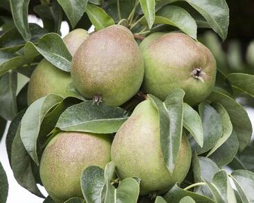 Hrušeň podzimní 'Armida'