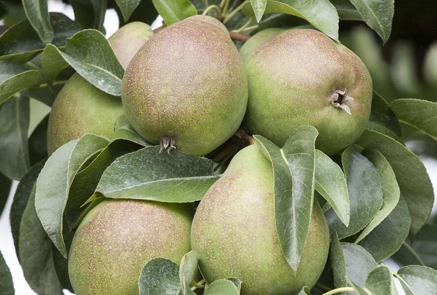 Hrušeň podzimní 'Armida' - Pyrus communis 'Armida'