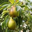Hrušeň zimní 'Grosdemange' - Pyrus communis 'Grosdemange'