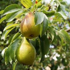 Hrušeň zimní 'Grosdemange' - Pyrus communis 'Grosdemange'