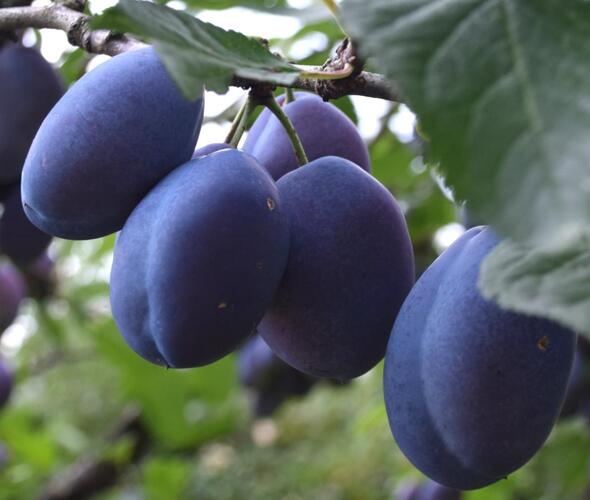 Švestka - raná 'Esslingenská' - Prunus domestica 'Esslingenská'