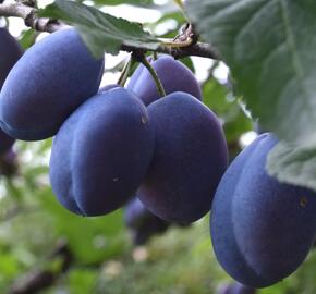 Švestka - raná 'Esslingenská' - Prunus domestica 'Esslingenská'