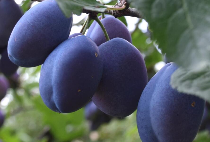 Švestka raná 'Esslingenská' - Prunus domestica 'Esslingenská'