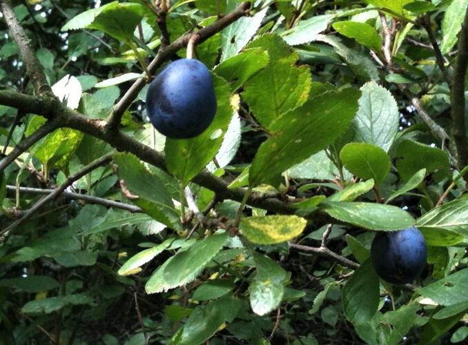Pološvestka - velmi pozdní 'Černčická' - Prunus domestica 'Černčická'