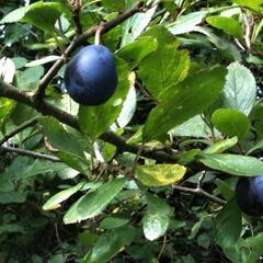 Pološvestka - velmi pozdní 'Černčická' - Prunus domestica 'Černčická'
