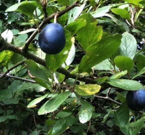 Pološvestka - velmi pozdní 'Černčická' - Prunus domestica 'Černčická'