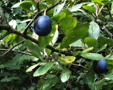 Pološvestka velmi pozdní 'Černčická'