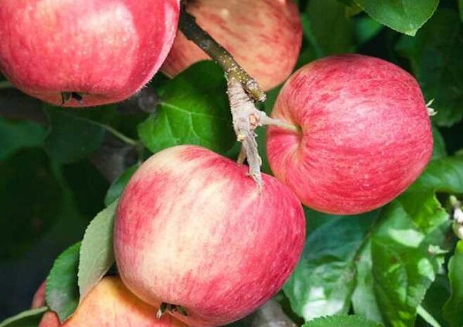 Jabloň zimní 'Piros' - Malus domestica 'Piros'