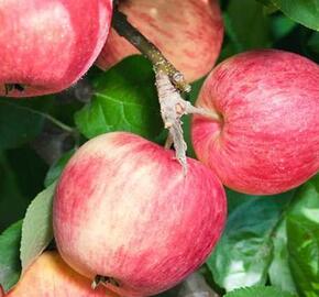 Jabloň zimní 'Piros' - Malus domestica 'Piros'