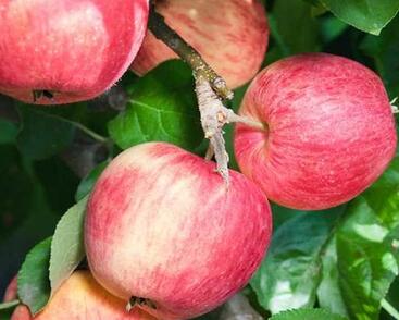 Jabloň zimní 'Piros'