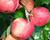 Jabloň zimní 'Piros'
