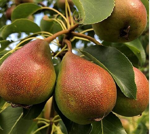 Hrušeň zimní 'Pepi' - Pyrus communis 'Pepi'
