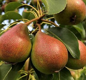 Hrušeň zimní 'Pepi'