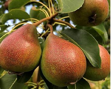 Hrušeň zimní 'Pepi'