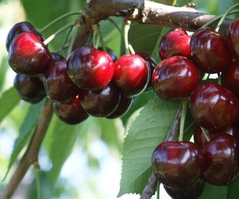 Třešeň středně raná polochrupka 'Grace Star' - Prunus avium 'Grace Star'