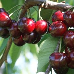 Třešeň středně raná polochrupka 'Grace Star' - Prunus avium 'Grace Star'