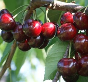 Třešeň středně raná polochrupka 'Grace Star'