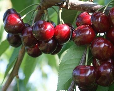 Třešeň středně raná polochrupka 'Grace Star'