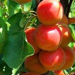 Meruňka 'Golden Sun' - Prunus armeniaca 'Golden Sun'