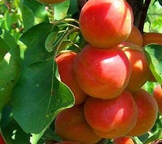 Meruňka středně raná 'Golden Sun'