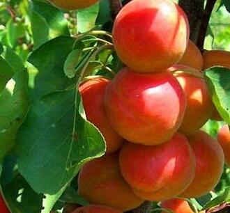 Meruňka středně raná 'Golden Sun' - Prunus armeniaca 'Golden Sun'