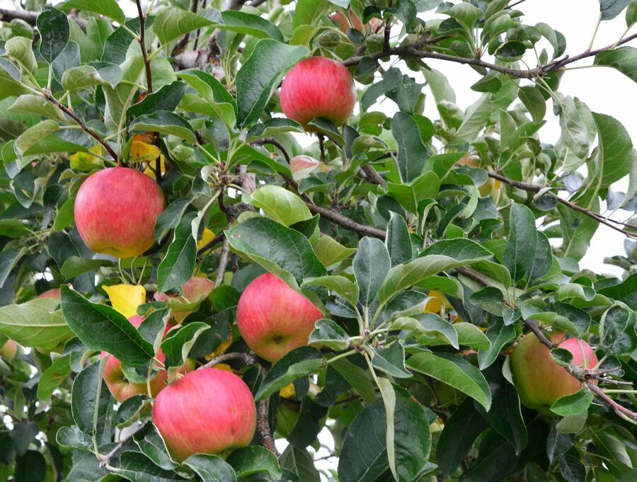 Jabloň zimní 'Gala Mu.' - Malus domestica 'Gala Mu.'