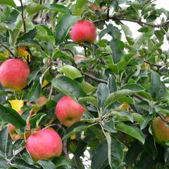 Jabloň zimní 'Gala Mu.' - Malus domestica 'Gala Mu.'